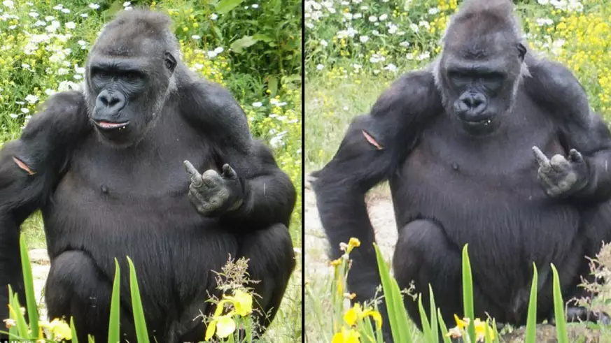 Gorilla Flips Off Visitors At Bristol Zoo 