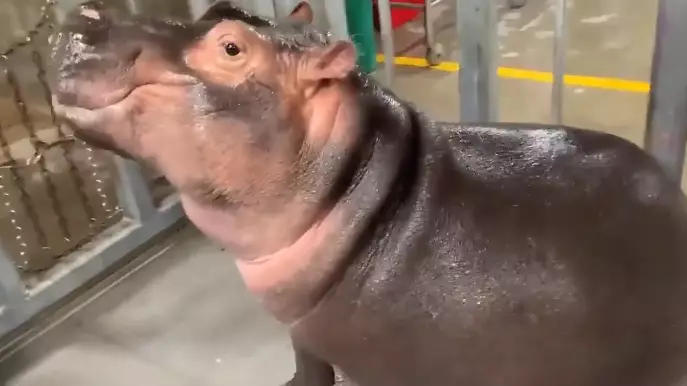 Fiona The Hippo Ditches 'New Year, New Me' Mantra To Pile On The Pounds