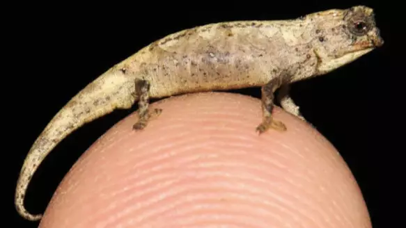 Tiny Chameleon Discovered With 'Surprisingly' Large Genitals