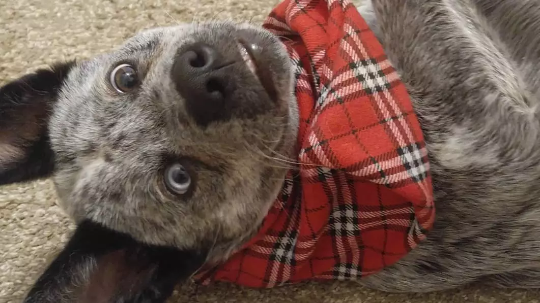 'Miracle' Dog Who Is Missing Part Of His Brain Dubbed The 'Happiest Pooch In The World'