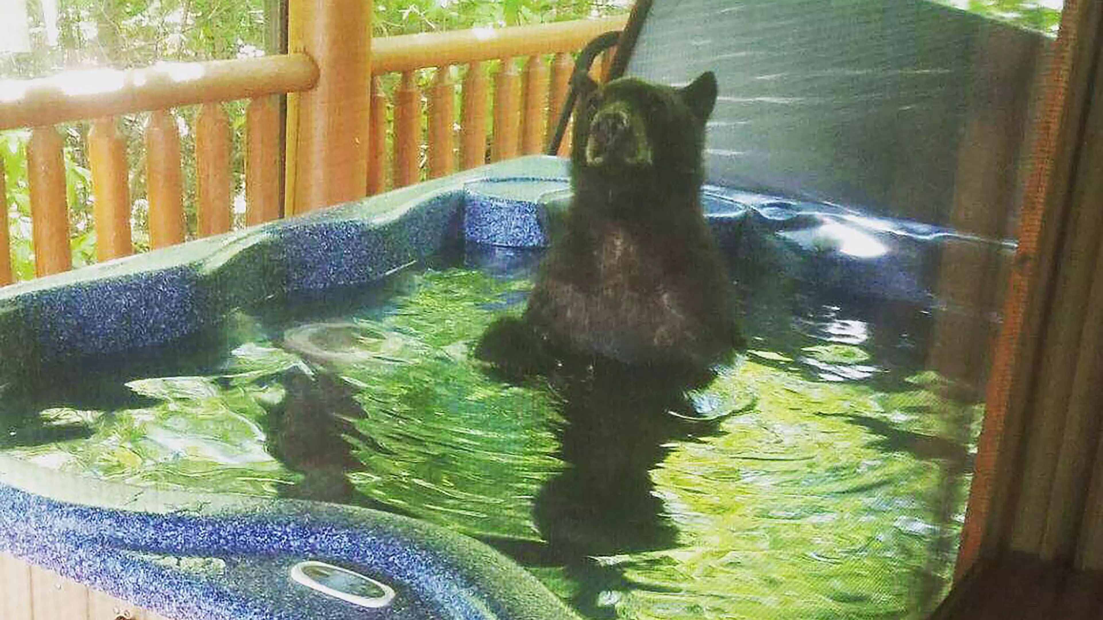 Three Bear Cubs Enjoy Soak In A Hot Tub 