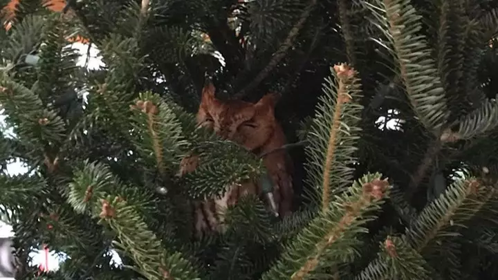 Ten-Year-Old Girl Shocked To Find Owl In Christmas Tree