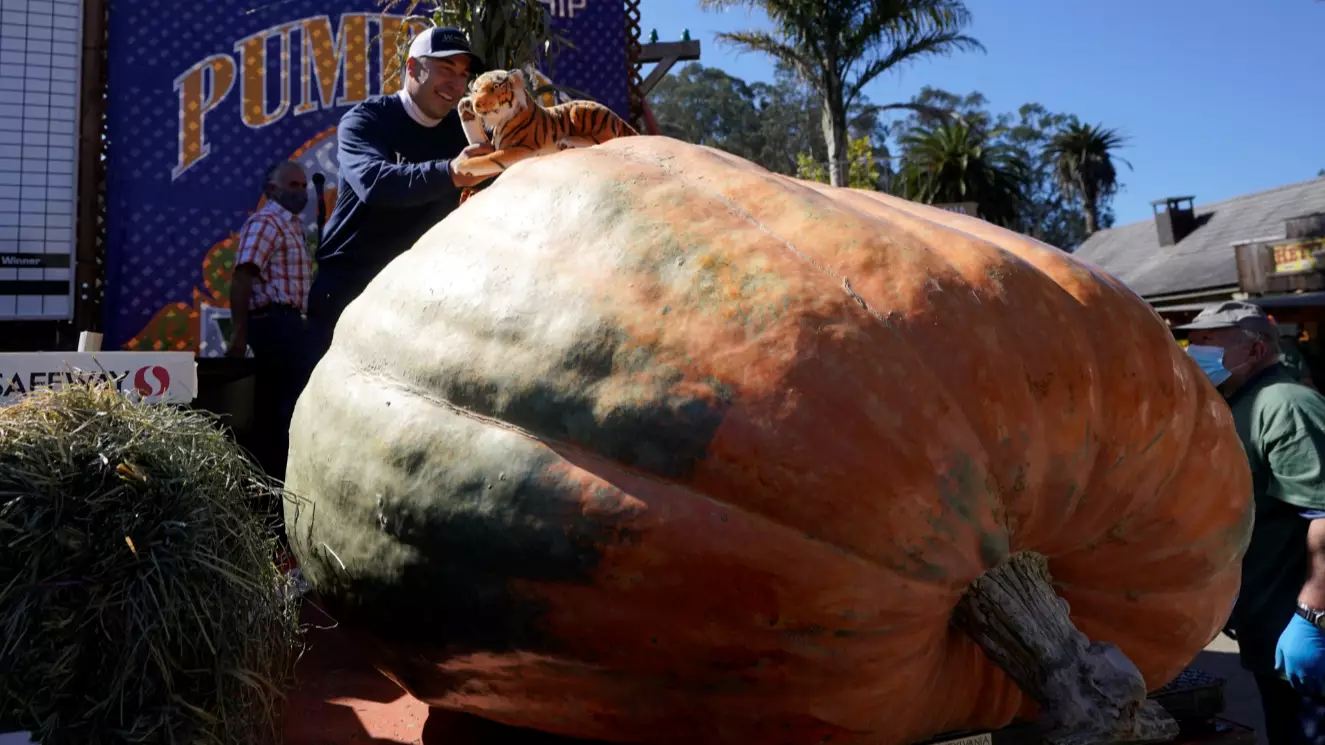 ​A 2,350 Pound Pumpkin Named Tiger King Wins The ‘Super Bowl of Pumpkins’