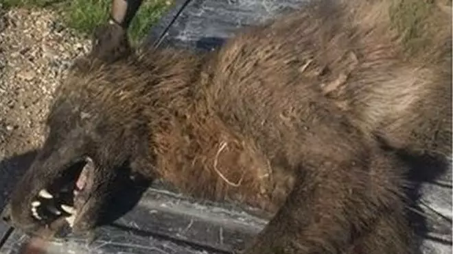 Weird 'Wolf-Like Creature' Found In Montana Is Baffling Experts