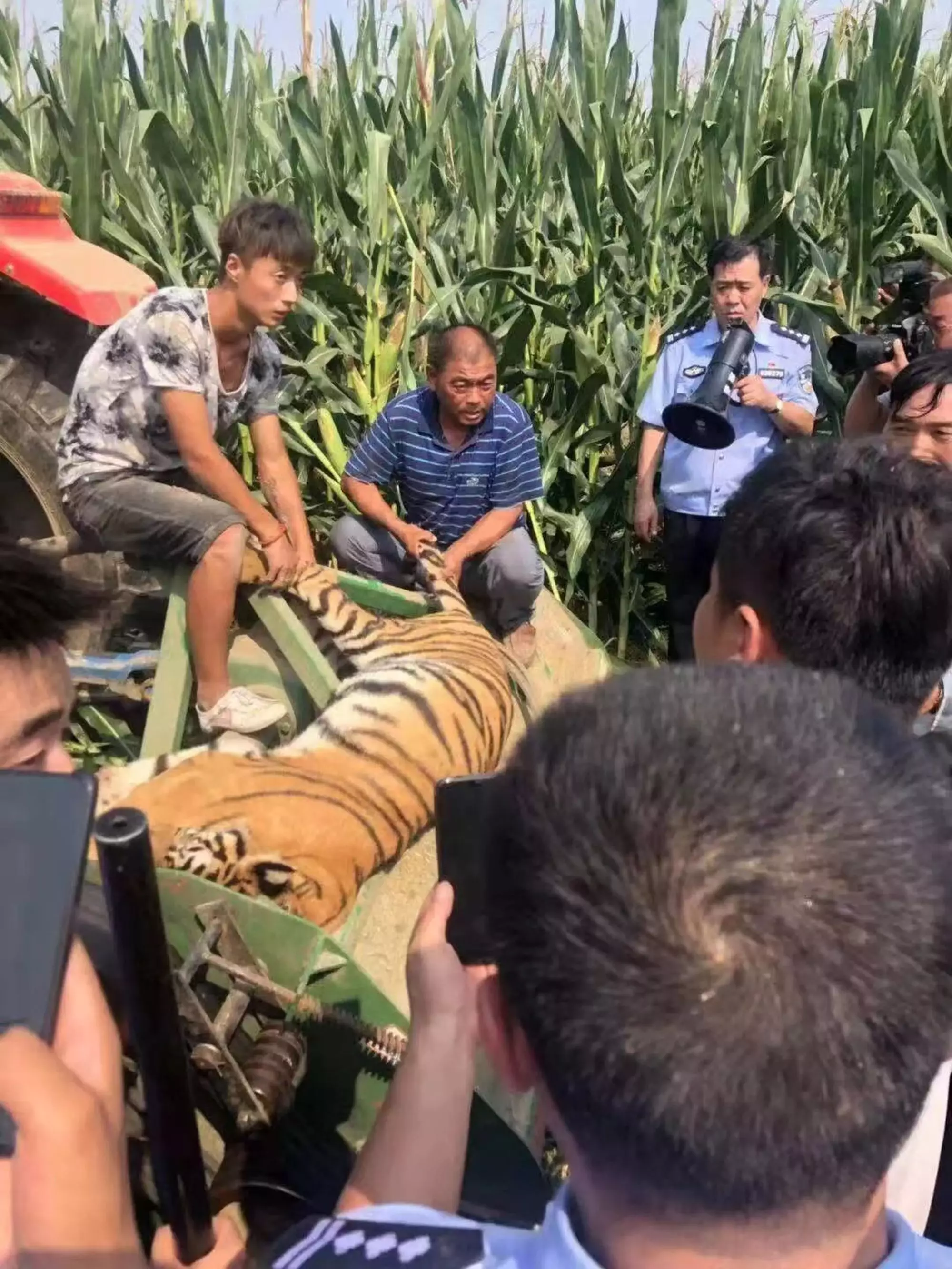 The tiger was found in a cornfield.