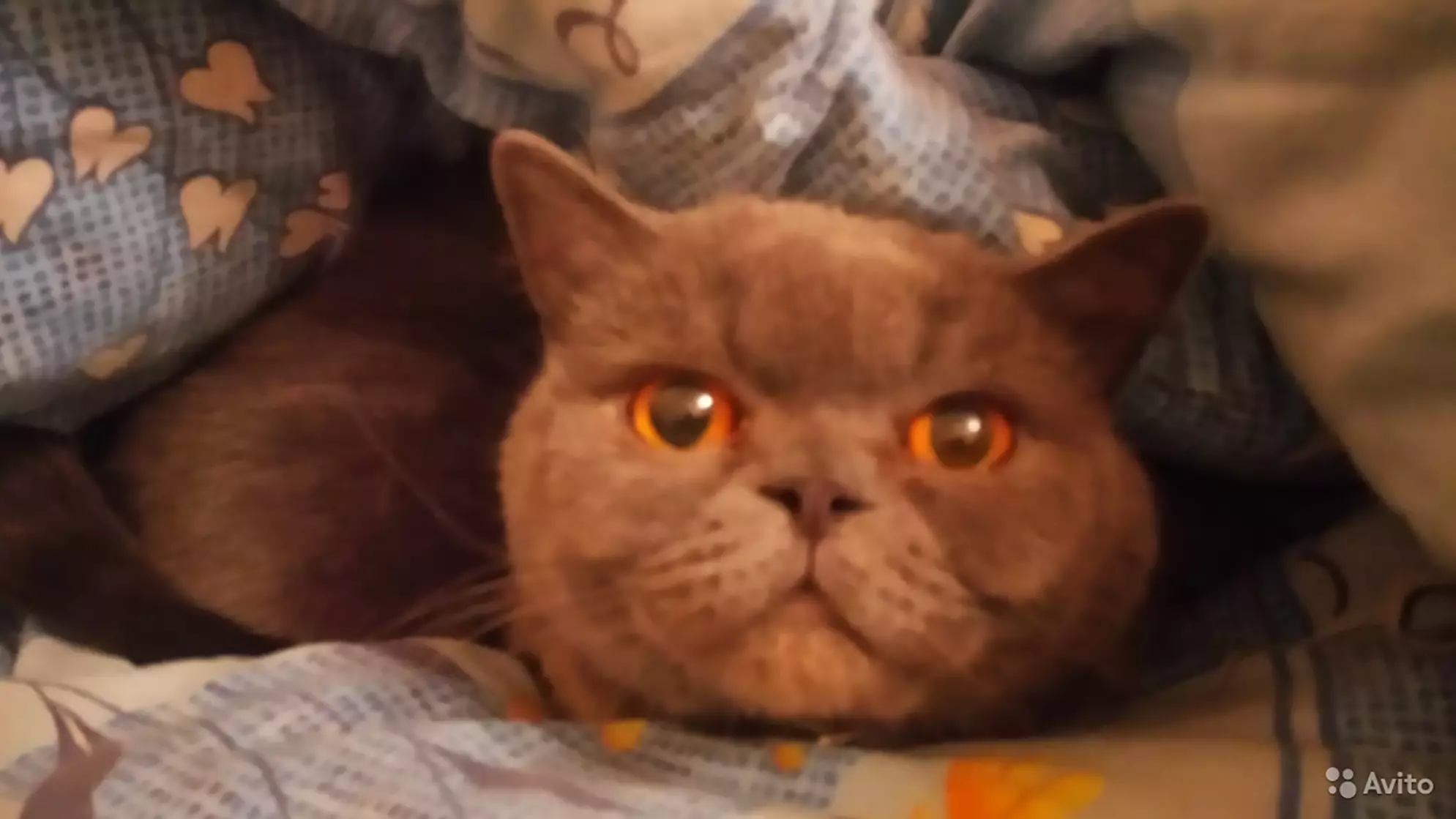 Hangover-Curing Cat On Sale For £185,000