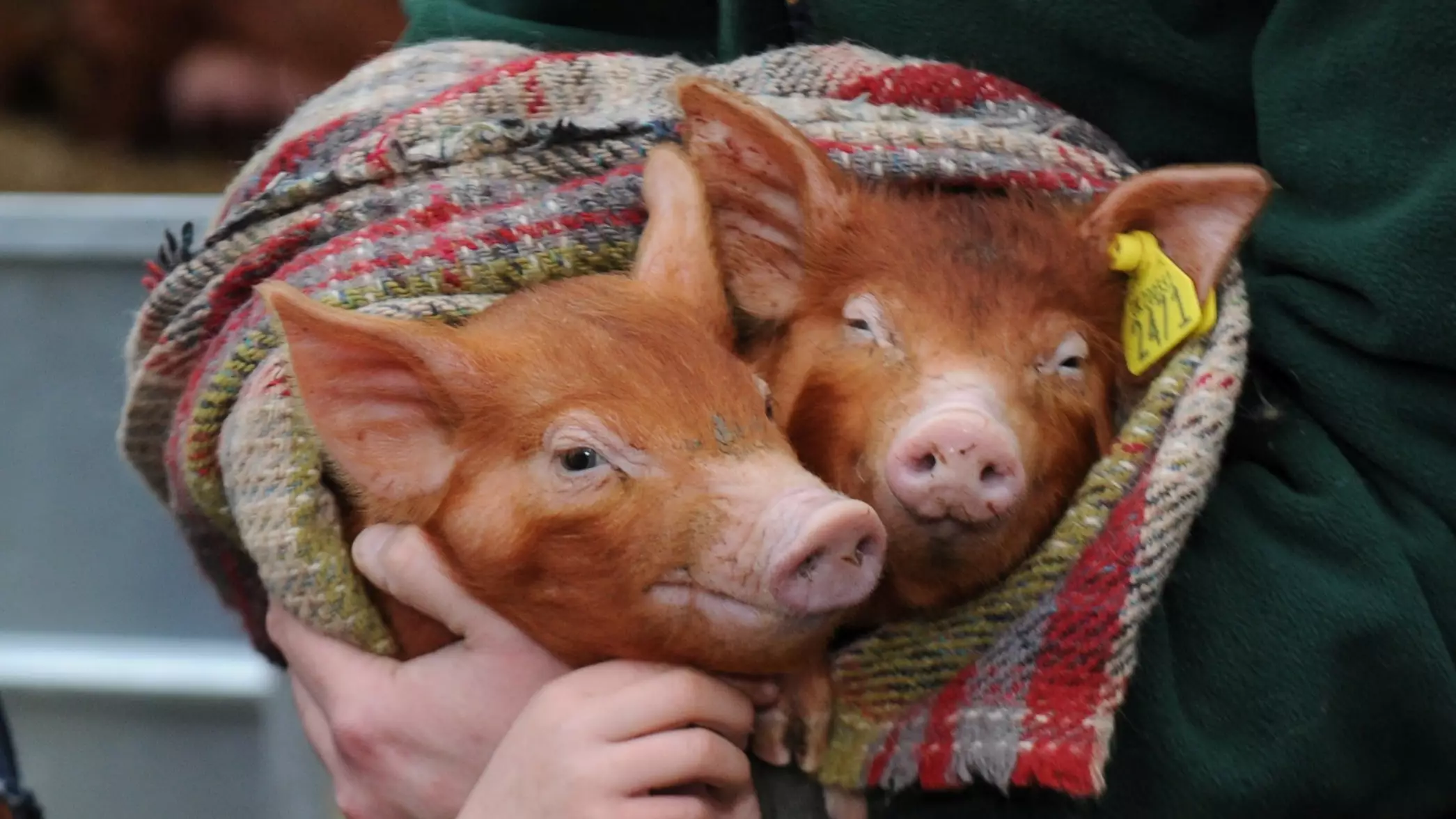 Adorable Litter Of Piglets Wrapped In Blankets To Keep Warm