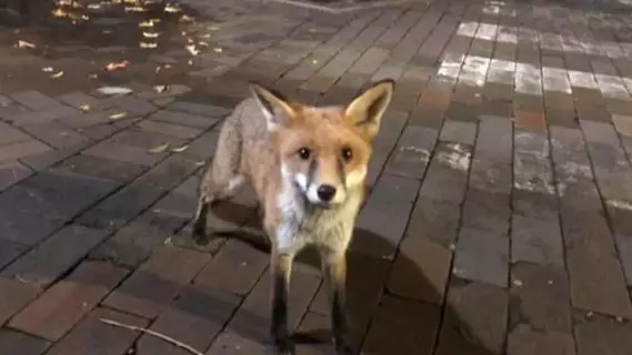 Three Aussie University Students In Hospital After Trying To Pet Fox