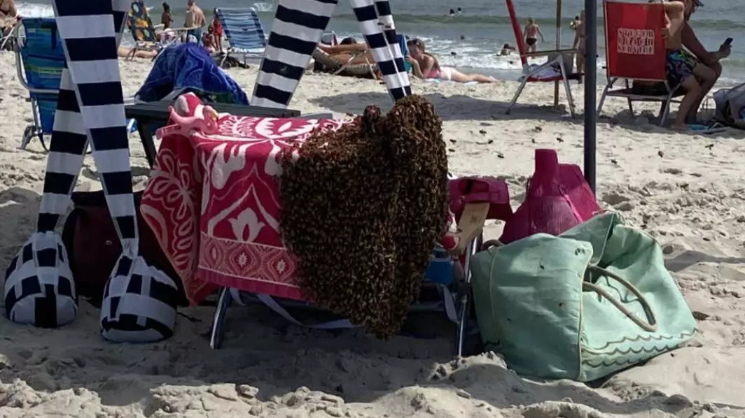 Scary Video Shows Thousands Of Bees Swarm Beachgoers