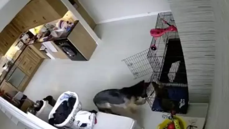 Adorable Dog Filmed Breaking Out Her Little Sister From Puppy Crate