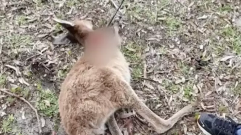 Authorities Horrified After Two Kangaroos Shot With Bow And Arrow