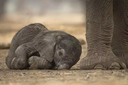The adorable elephant.