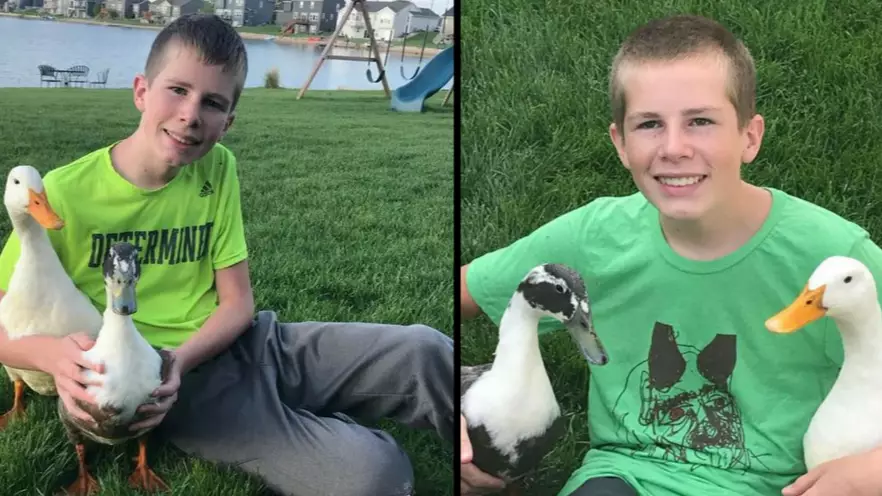 Autistic Boy Forced To Get Rid Of Therapy Ducks After Neighbour Says They Lowered House Prices