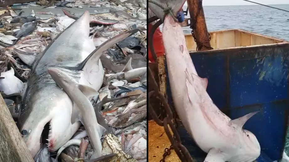 Fisherman Catches Great White Shark And Releases It Back Into Sea