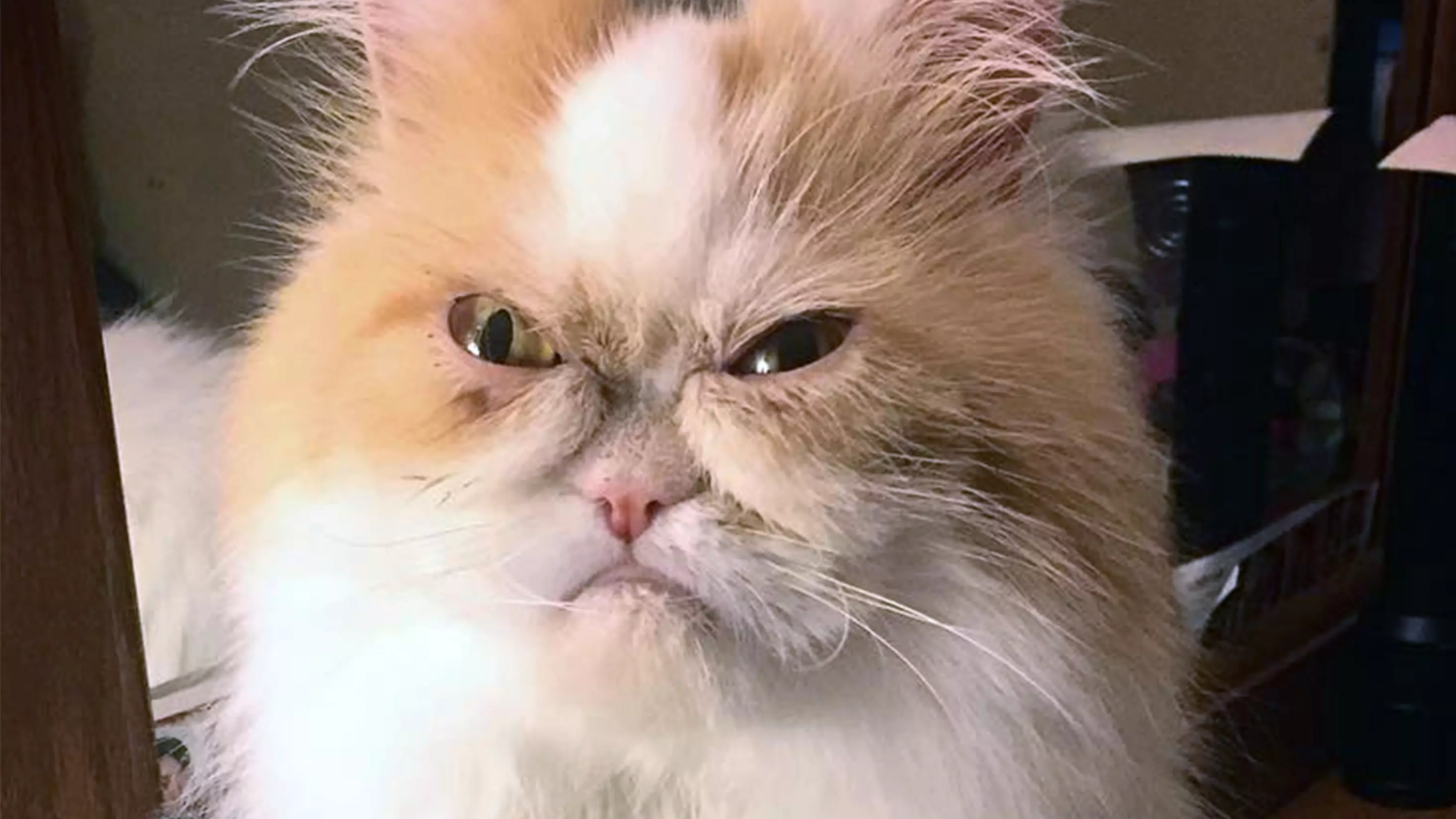 Meet Louis, The Feline Being Compared To The Late Grump Cat 