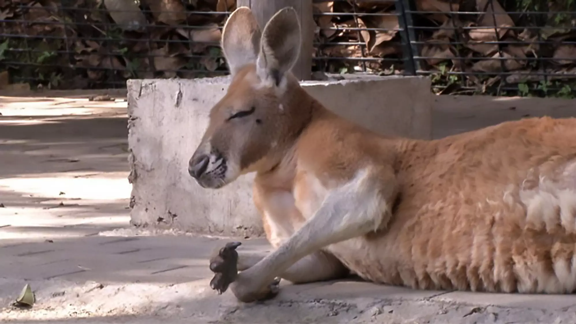 Kangaroo Dies In Zoo After Visitors Threw Bricks At Her 