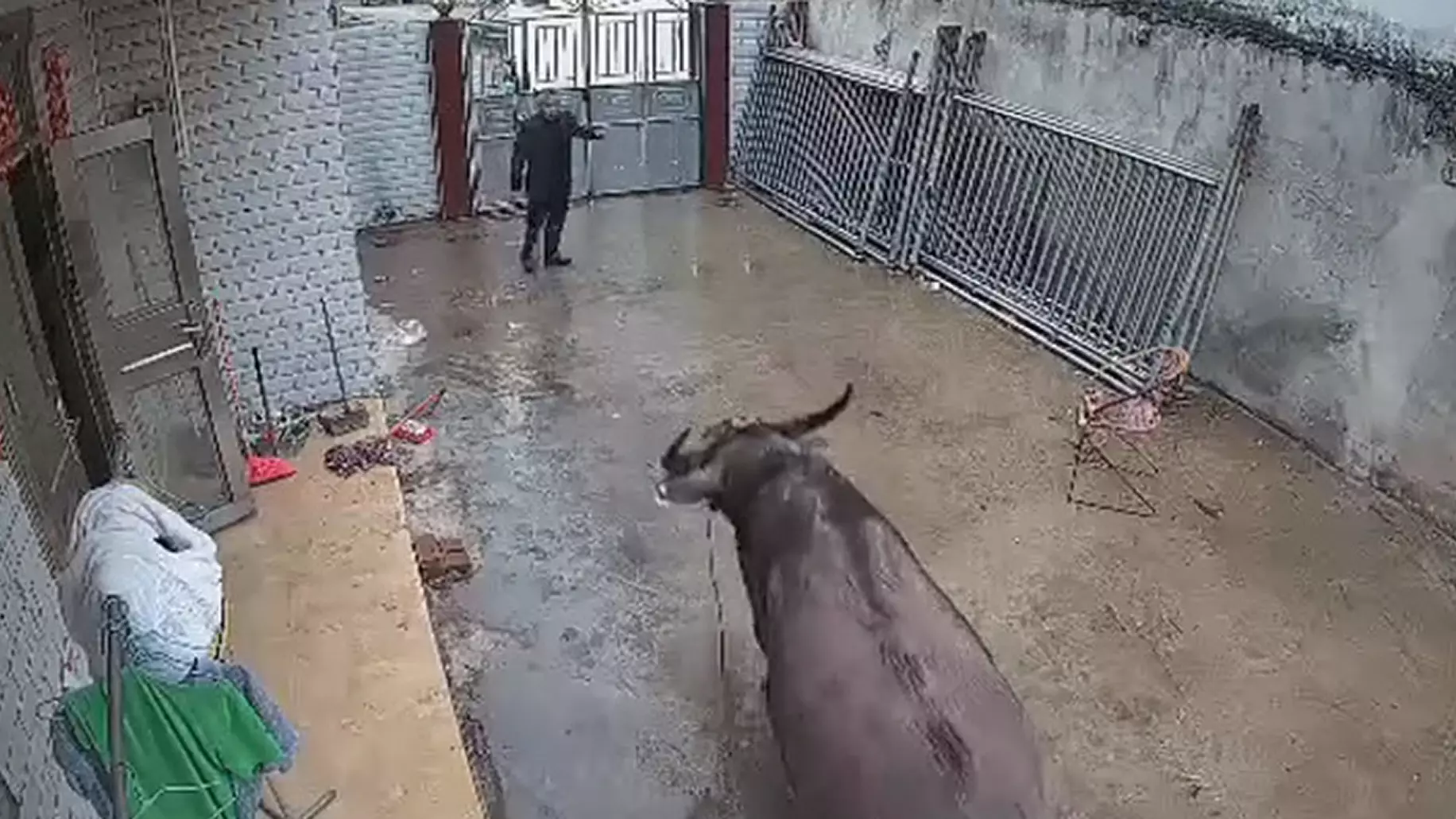 Buffalo Bull Escapes Slaughterhouse And Attacks Owner