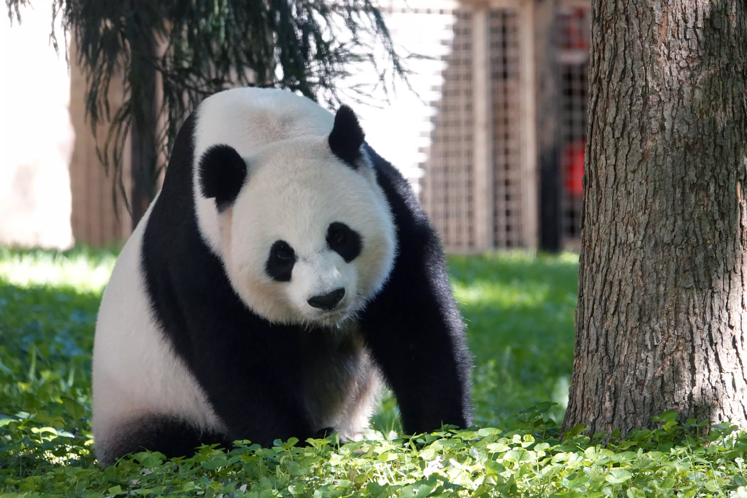 The number of giant pandas in the wild now stands at 1,800 (