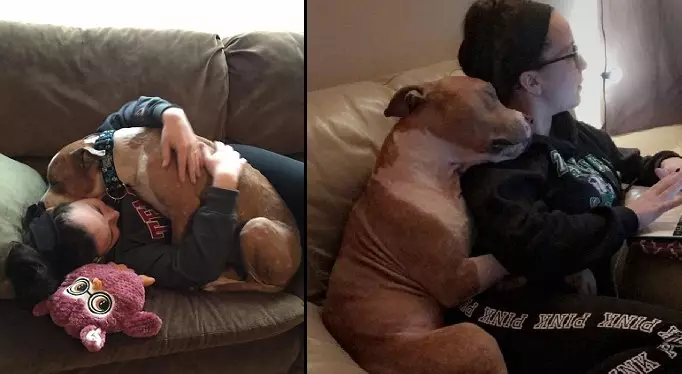 Most Grateful Pit Bull Ever Cannot Stop Cuddling His New Mum