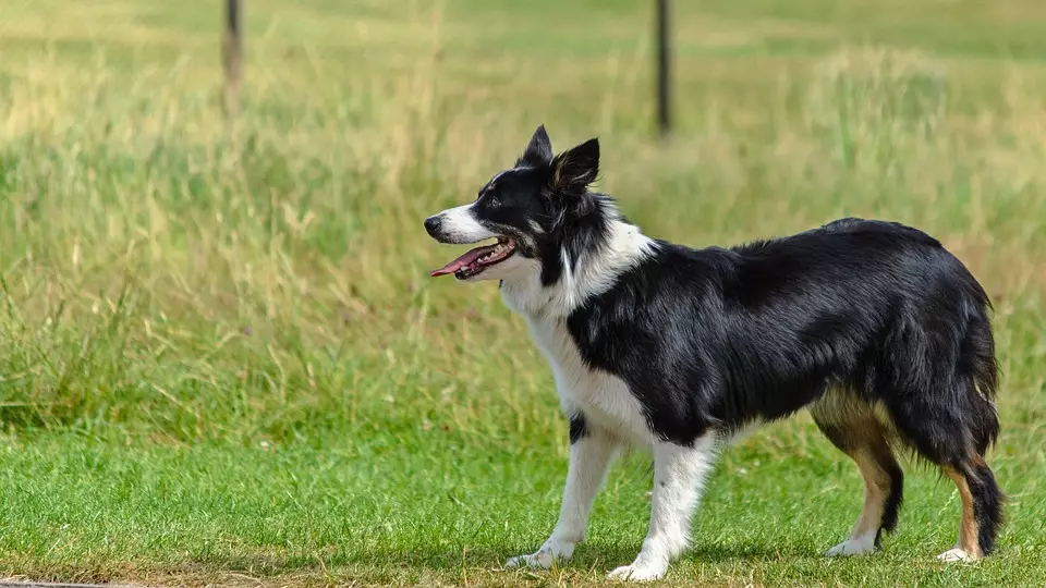 Border Collie's are often referred to as the 'most intelligent dog on the planet'. (