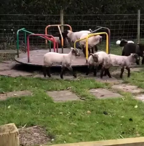 The lambs were loving the freedom.