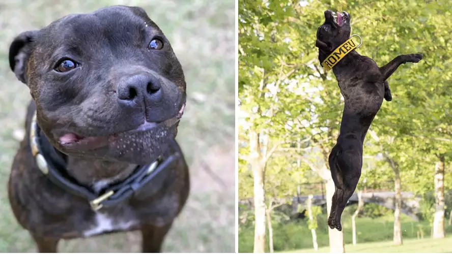 Small But Mighty Staffy Can Jump Five Metres And Climb Up Trees