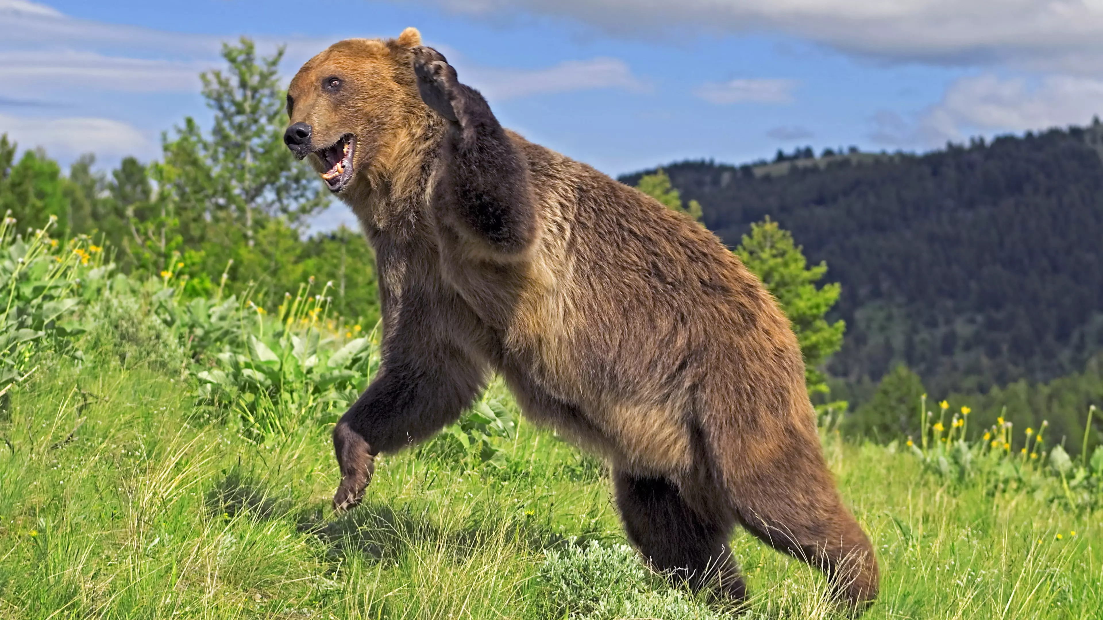 Three Injured In Two Grizzly Bear Attacks In Montana 