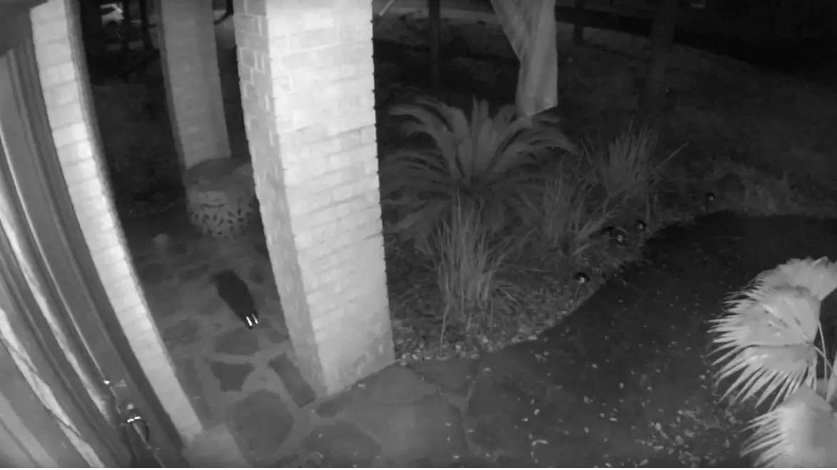 Woman's Home Security Camera Captures 'Ghost Cat' Vanishing Into Thin Air