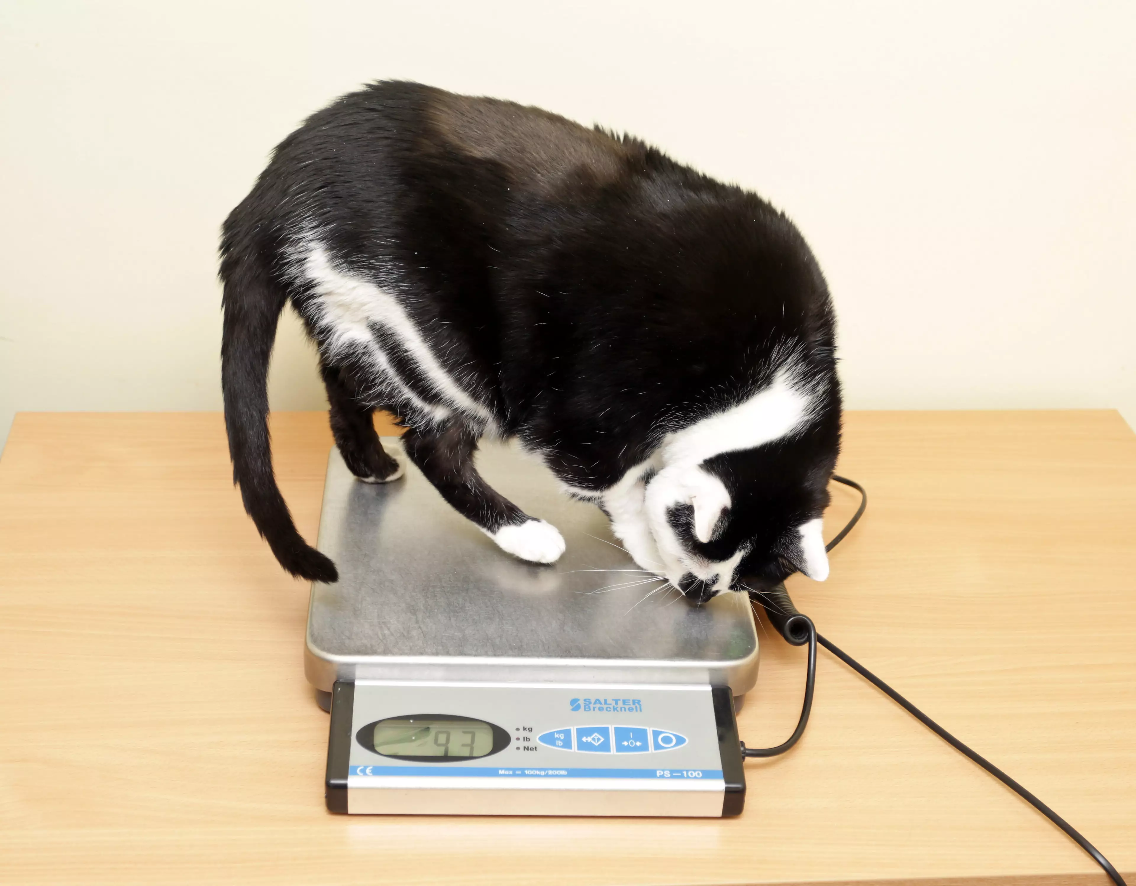 Paisley tipped the scales at 1st 7lbs, over double the healthy 8lbs weight for a cat. (