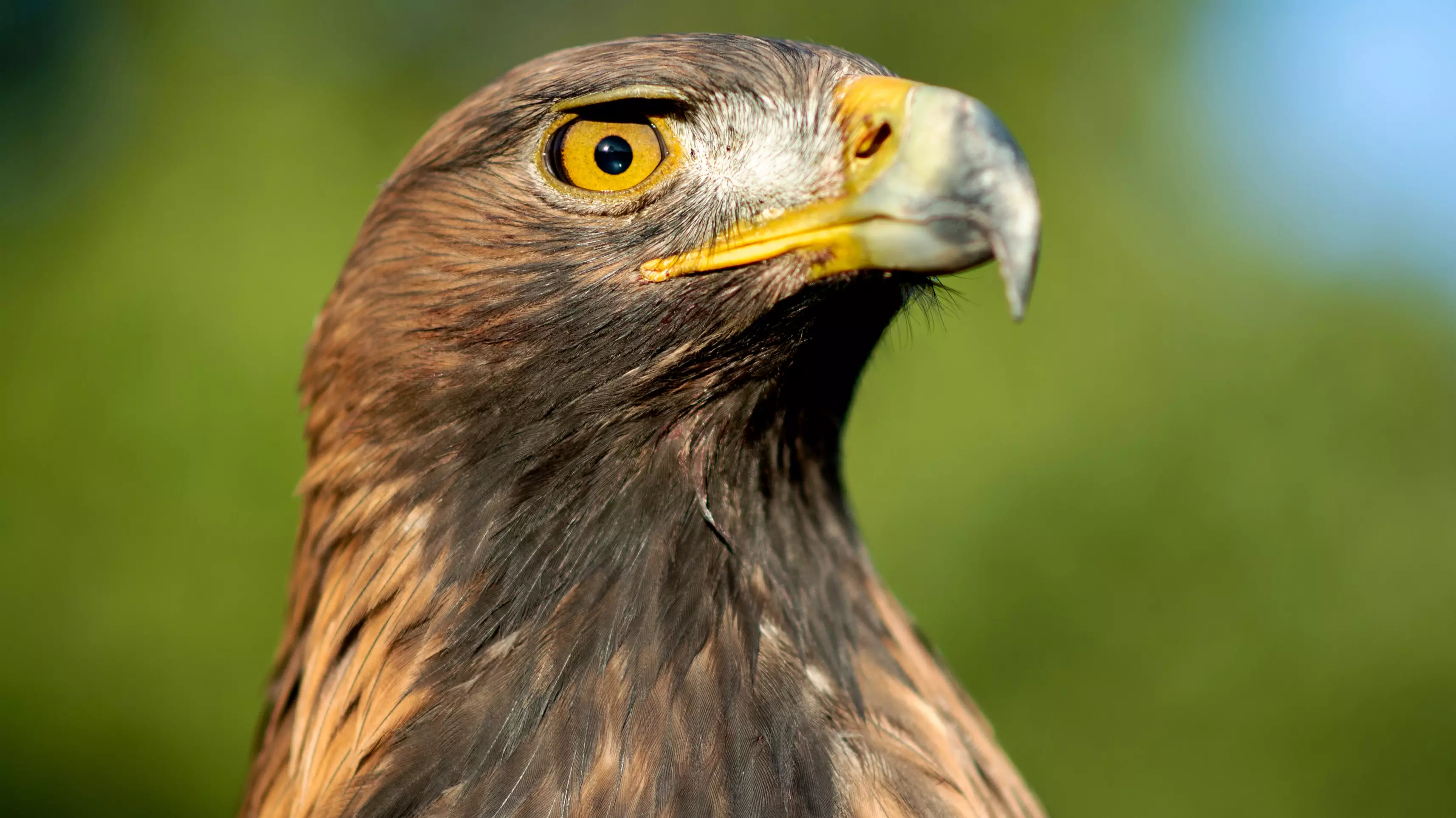 The Last Surviving Golden Eagle In Wales Has Been Found Dead