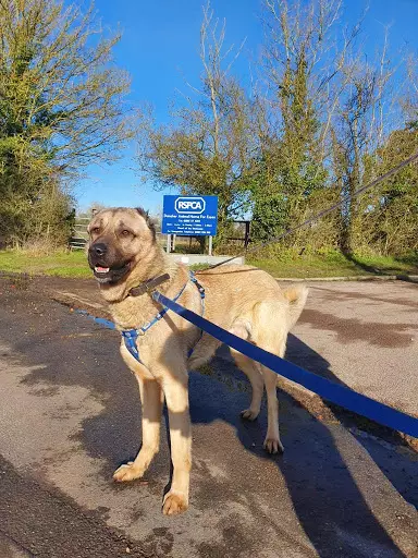 The RSPCA has reported a rise in the number of dogs reported to them for having cropped ears (