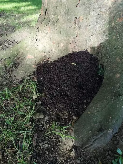 The mound of raisins.