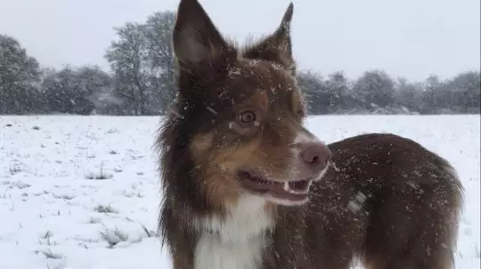 Woman Warns Others As Dog’s Paws Burnt From Icy Grass