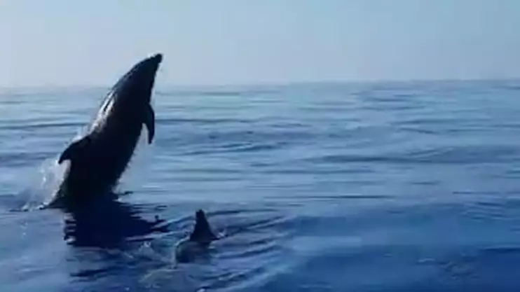 Mother Dolphin Jumps For Joy As Fishermen Release Calf From Net