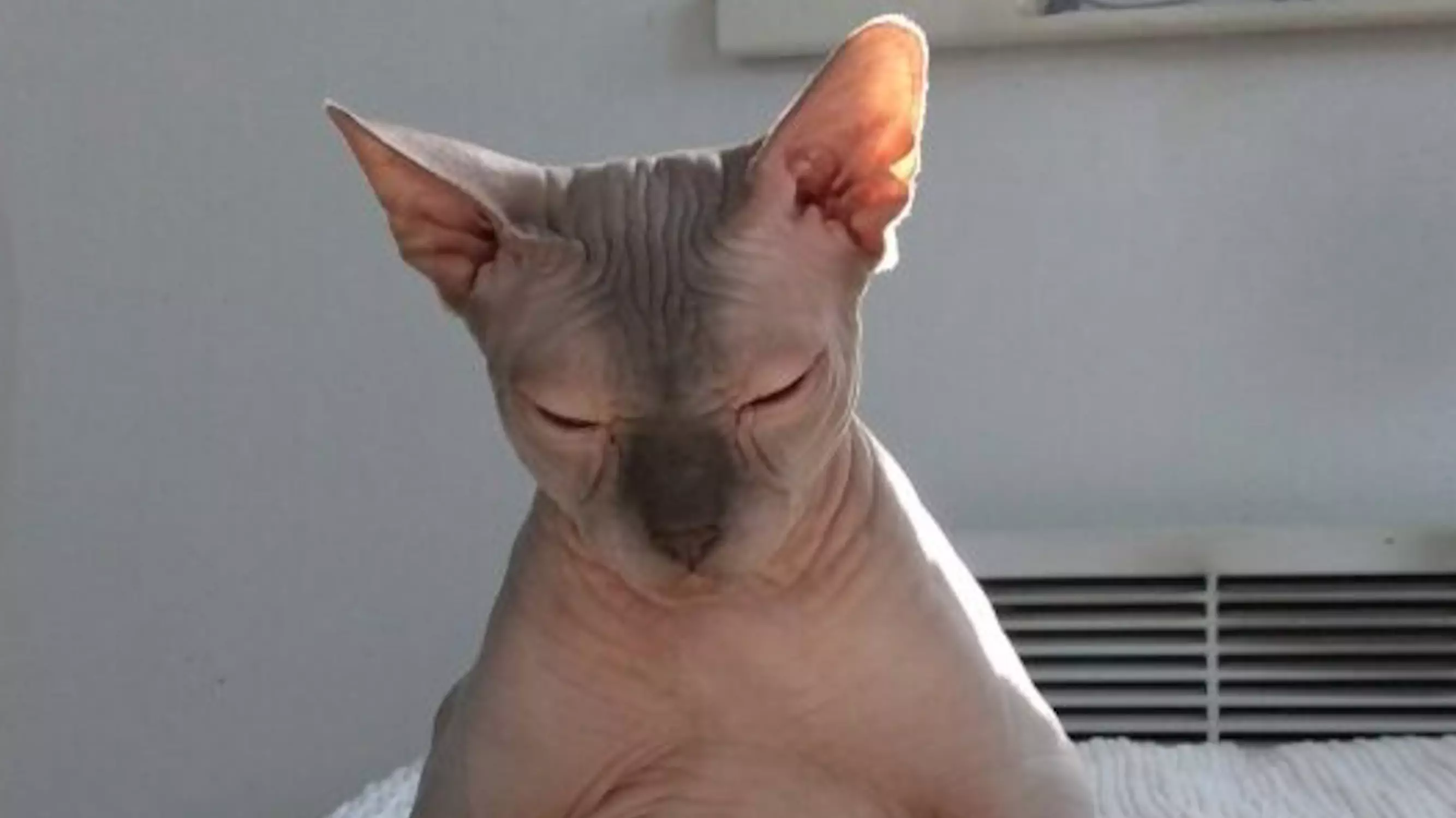Footage Of Big-Bellied Sphynx Cat Sat Around House Like A Human Goes Viral