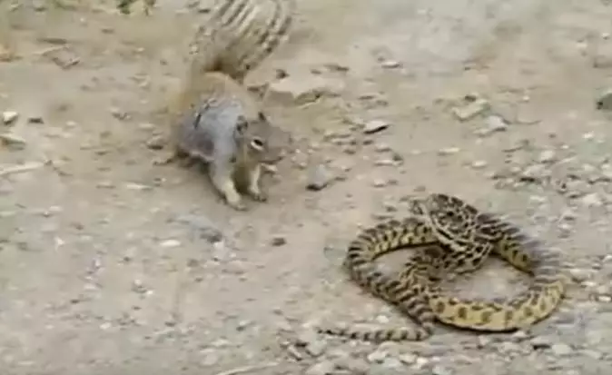 Watch This Squirrel Start A Fight With A Snake 