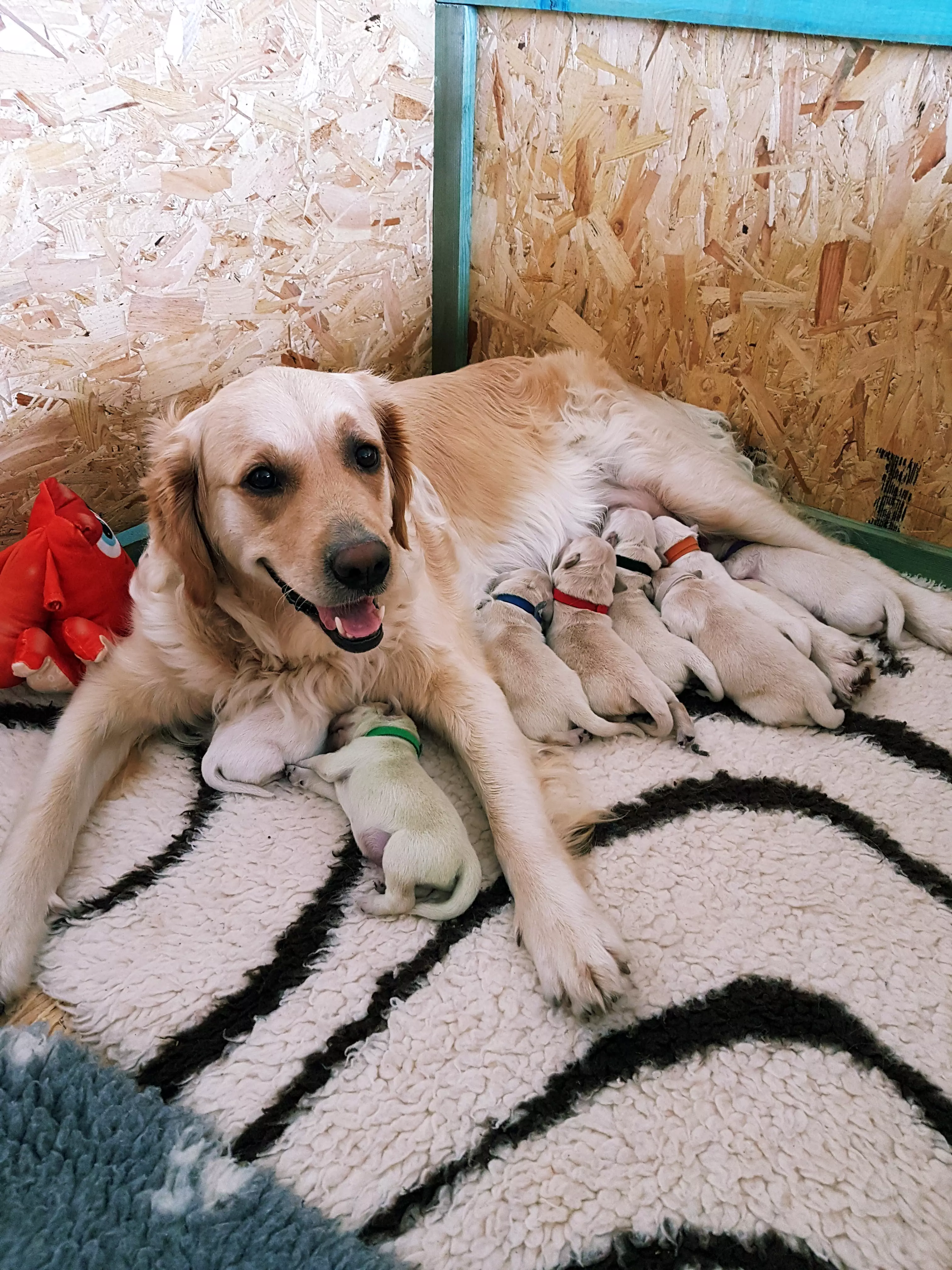 Golden retriever gives birth to green puppy