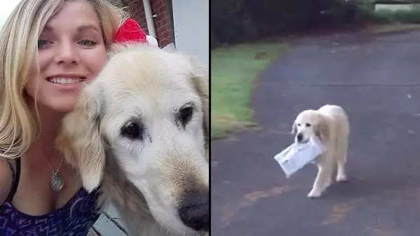 Owner Shares Video Of Loyal Dog Bringing Them The Newspaper