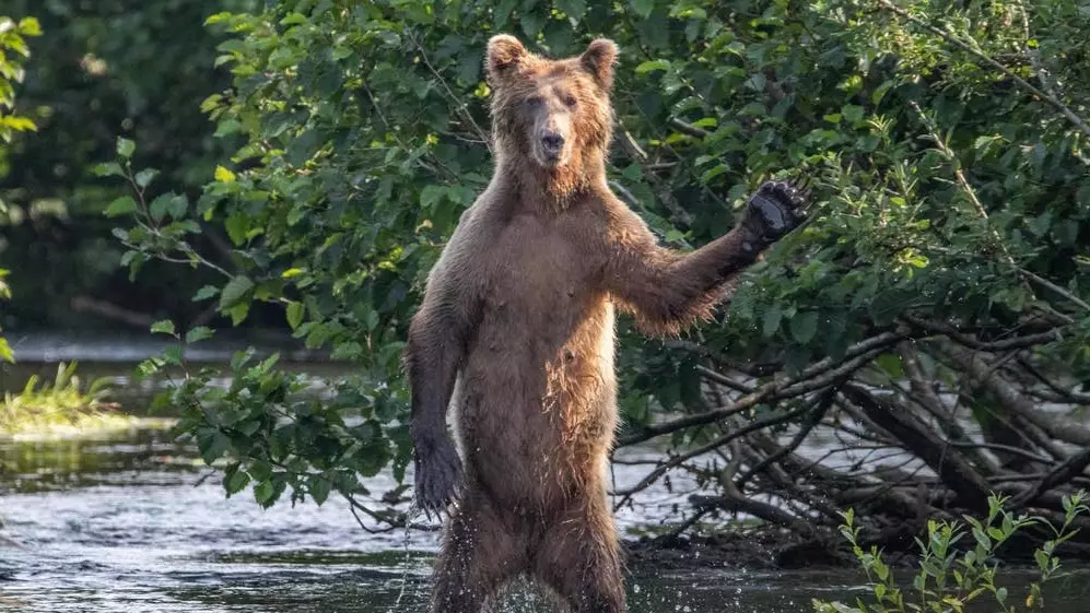 Comedy Wildlife Photography Award Finalists For 2020 Have Been Announced - And They Are Hilarious