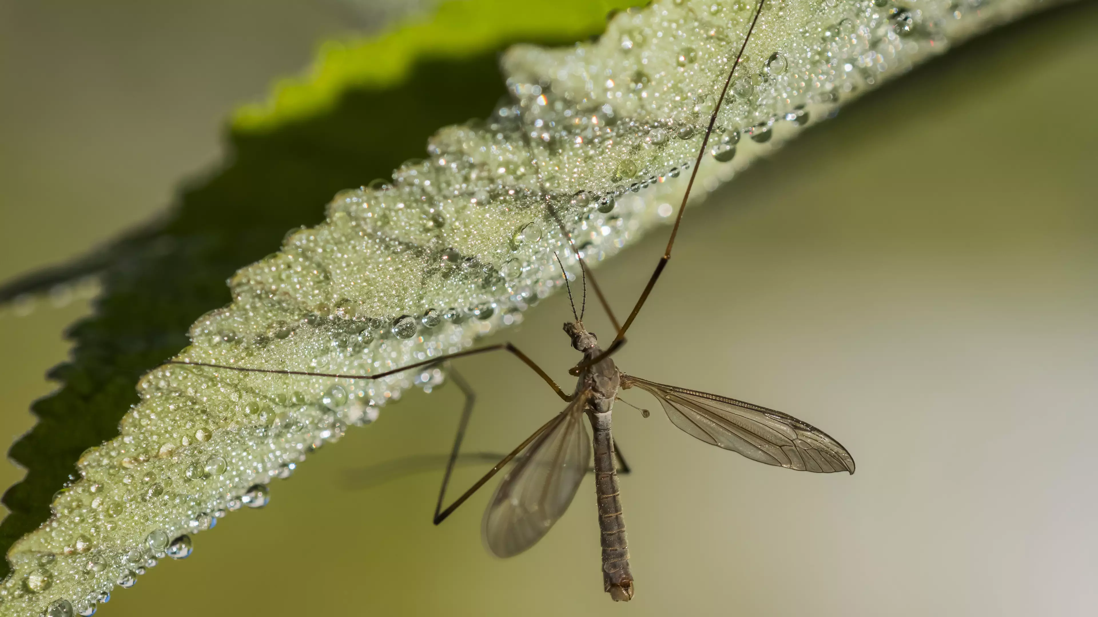 'Sex Machine' Daddy Long Legs Are Set To Invade Homes This Month