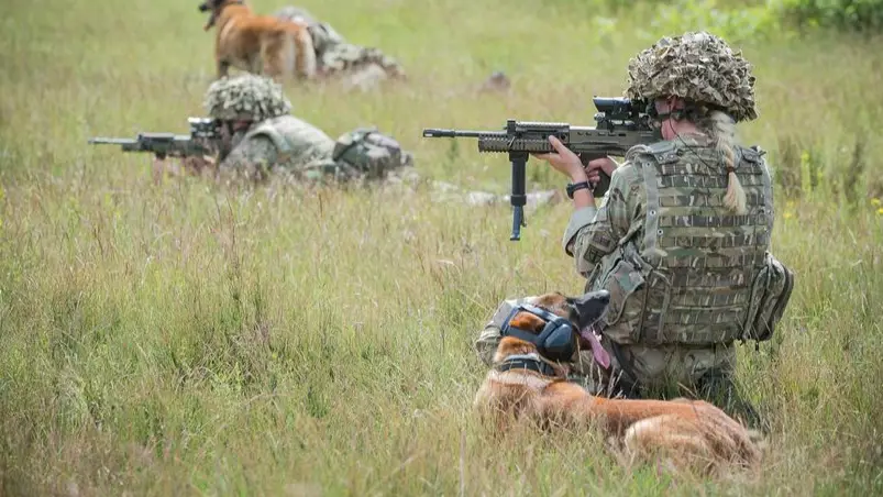 Dozens Of Heroic Military Dogs Put Down For Being 'Unfit For Service'