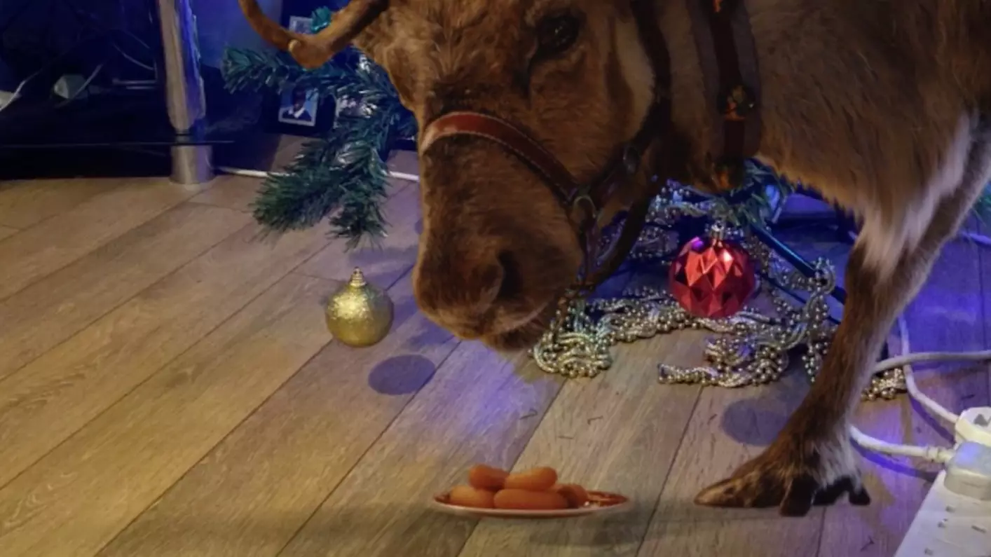The app invites a reindeer into your house (
