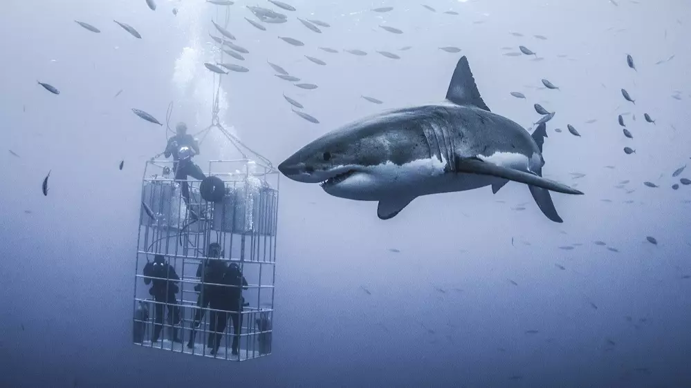 ​Massive Great White Shark Looms Over Cage Divers In Mexico 