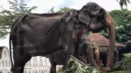 Skeletal 70 Year Old Elephant Paraded Around At Sri Lankan Festival  