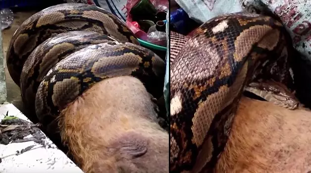 Woman Wakes Up To Find Her Dog Being Eaten By A Python
