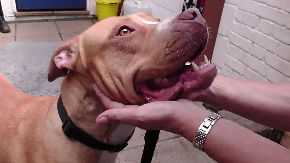 Campaigners Fight To Save Abused Dog From 'Death Row'