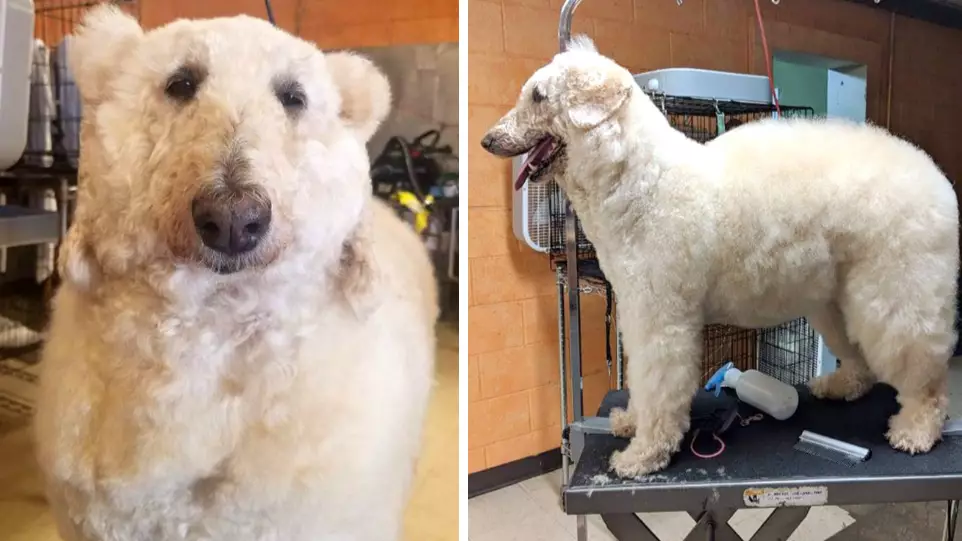 Woman Turns Her Pet Poodle Into An Adorable Polar Bear And It's So Realistic