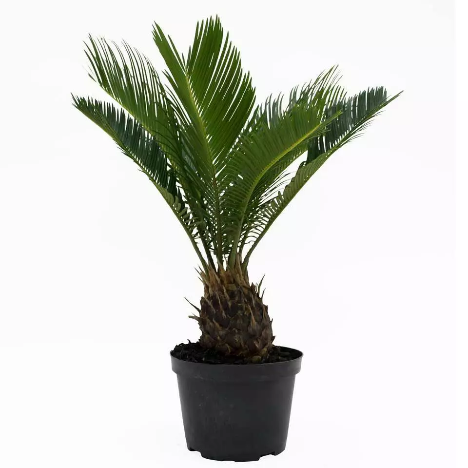 The Sago Palm is toxic to animals and humans when eaten (