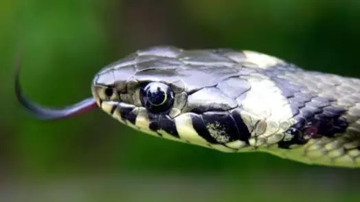 A New Species Of Snake Has Been Discovered In The UK 
