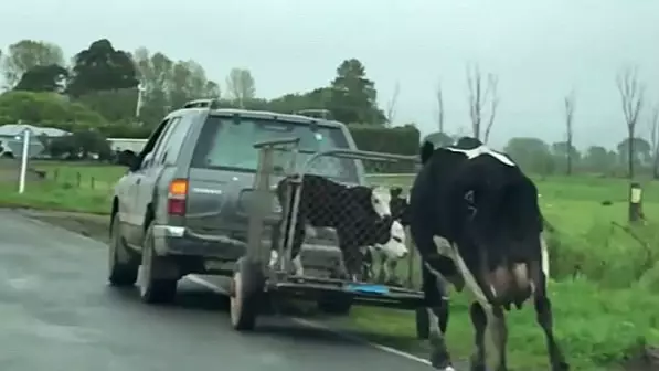 Mother Cow Chases After Calves Being Taken Away In Heartbreaking Video
